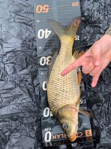 Common Carp