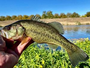 Largemouth Bass