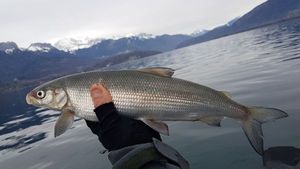 Lake Whitefish