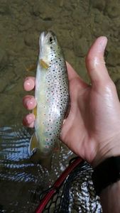 Brown Trout