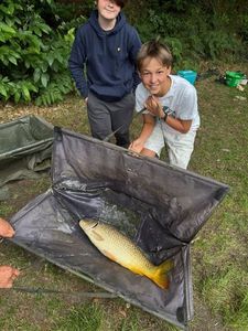 Common Carp