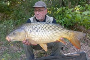 Common Carp
