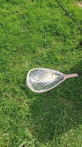 Crucian Carp
