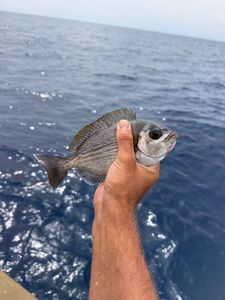Black Seabream