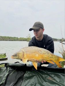 Mirror Carp
