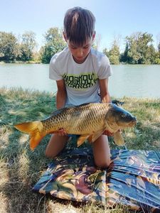 Carpes comune
