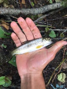 Brown Trout