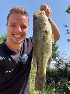 Largemouth Bass