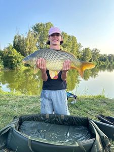 Common Carp