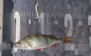 European Perch