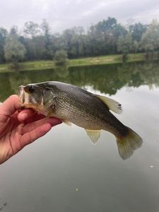 Largemouth Bass