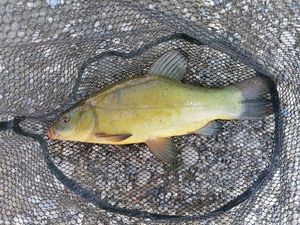 Tench