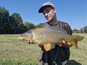 Common Carp