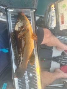 Ballan Wrasse