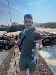 European Bass (Seabass)