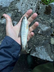 Brown Trout