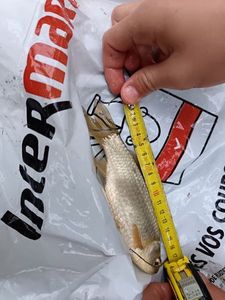 Brook Trout