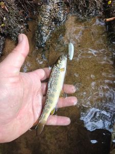 Brown Trout