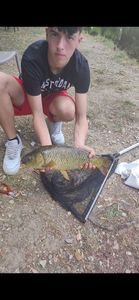 Common Carp