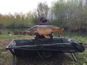 Common Carp