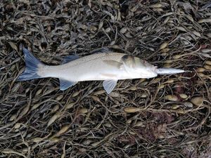 European Bass (Seabass)