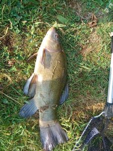 Tench