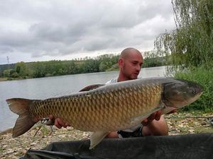 Grass Carp