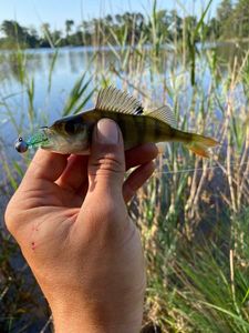 European Perch