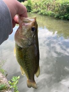 Largemouth Bass