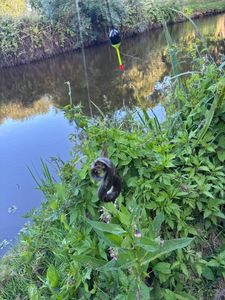European Eel (Common Eel)