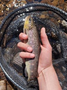 Brown Trout