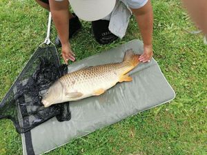Common Carp