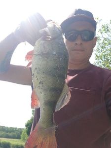 European Perch