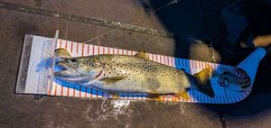 Brown Trout