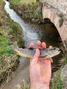 Brown Trout