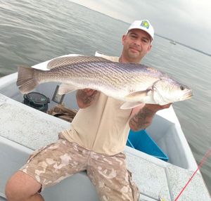 Cassava Croaker