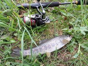 Brown Trout