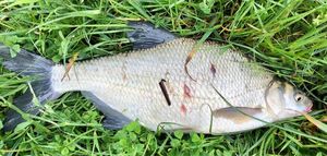 Common Bream