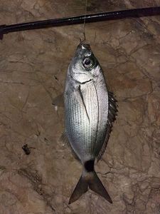 Saddled Seabream