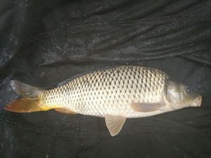 Common Carp