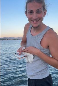Gilthead Seabream