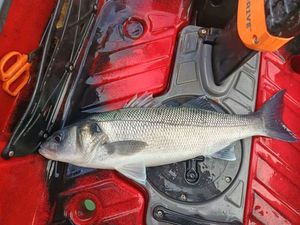 European Bass (Seabass)
