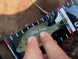 Green Sunfish