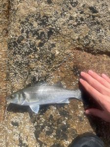 European Bass (Seabass)
