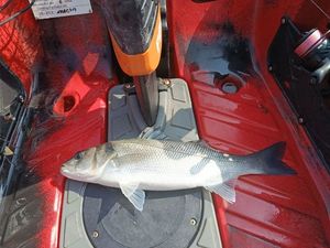 European Bass (Seabass)