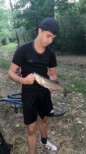 Chub
