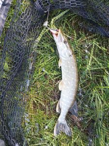 Northern Pike