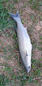 Thicklip Grey Mullet