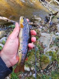 Brown Trout