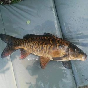 Mirror Carp